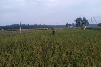 Sertani uji coba pengelolaan sawah organik di Matarambaru Lampung Timur