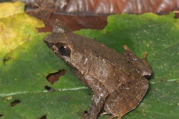 BRIN identifies two new horned frog species in Sumatra