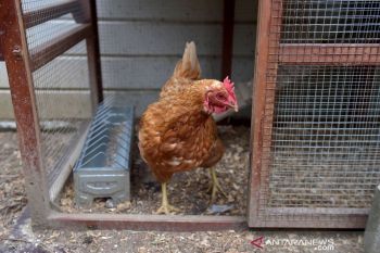 Belgia umumkan wabah flu burung