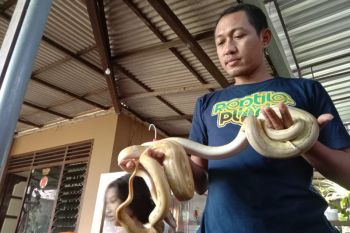 Dua pemuda di Tulungagung curi ular piton