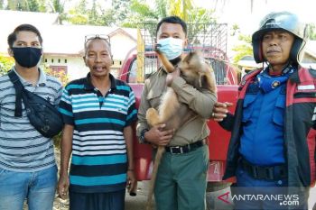 Warga Lubukbasung Agam serahkan dua satwa langka-dilindungi