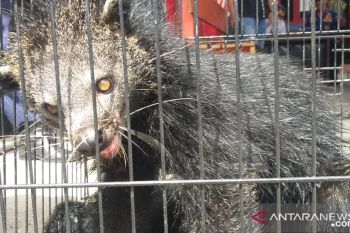 Damkar Payakumbuh serahkan Binturong yang masuk rumah warga ke BKSDA