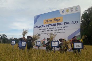 Kominfo panen raya padi di Talamau Pasbar melalui gerakan petani digital 4.0