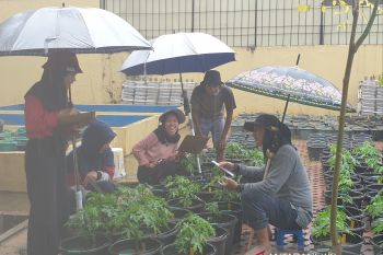 Pemprov Sumsel tingkatkan kemampuan P2EP wujudkan  mandiri pangan