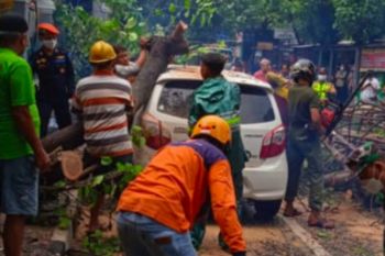 Heavy rains in Yogyakarta bring down trees, damage cars