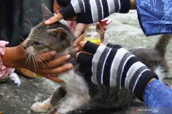 Penyelamatan Kucing Terlantar