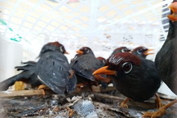 KSKP Bakauheni sita ribuan burung tanpa dokumen resmi