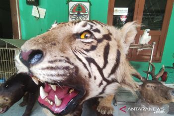 BKSDA Sumsel sita harimau sumatera yang diawetkan warga Kalidoni Palembang