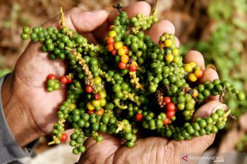 Ini alasan lada disebut 'raja rempah'