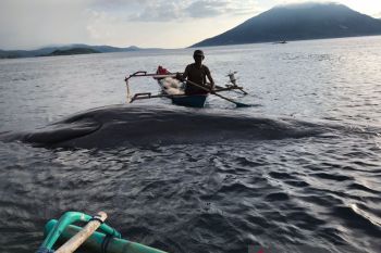 Seekor paus sperma terdampar di Alor