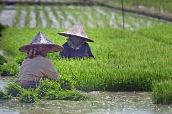 SIMURP tingkatkan partisipasi kelembagaan petani dalam penerapan inovasi dan teknologi