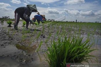 Asuransi Perlindungan Gagal Panen