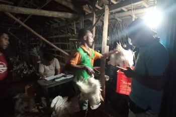 Warga binaan Lapas Atambua panen ribuan ayam broiler