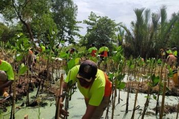 Pemprov DKI Jakarta tanam 2.500 bibit mangrove
