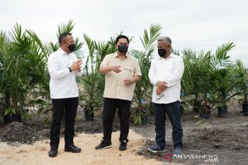 Erick Thohir berikan apresiasi PTPN V sediakan bibit unggul ke petani