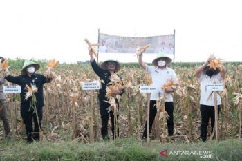 Menteri Pertanian panen raya jagung hibrida di Gowa Sulsel