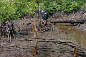 BRGM plants mangroves to commemorate National Tree Planting Day
