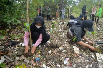 Rehabilitasi Muara Pasir Jambak