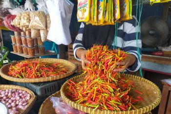 Harga cabai diduga terkait faktor cuaca di Sulsel