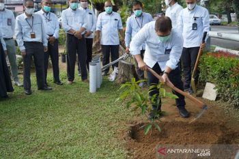 Peringati HMPI, PLN Sumbar tanam 2000 bibit pohon