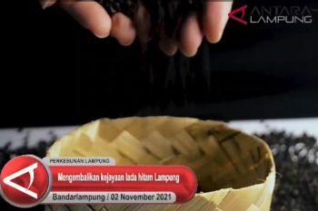 Mengembalikan kejayaan lada hitam Lampung