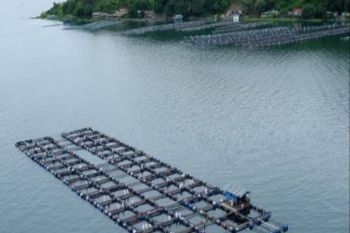 Waspadai kematian massal ikan di Danau Toba