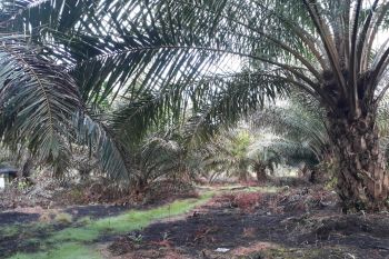 Petani Mukomuko usulkan peremajaan tanaman kelapa sawit