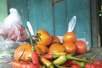 Kenaikan harga cabai di Lombok akibat cuaca ekstrem