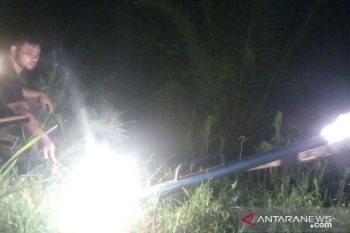 BKSDA Sumbar usir harimau yang mangsa ternak warga Agam