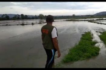 Ratusan hektar sawah yang baru ditanami padi di Dompu terendam banjir
