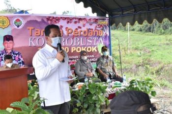 Pemkab Lamandau optimalkan pengembangan kopi untuk tingkatkan perekonomian