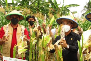 Pemkab Sigi gandeng para pihak  kembangkan sektor pertanian