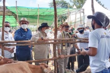 Mentan sebut Lampung potensial kembangkan sapi Belgian Blue