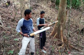 BKSDA tak temukan jejak baru harimau setelah tiga hari penghalauan