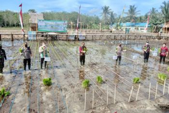 Penanaman padi perdana di sawah Rancah Mampulang Desa Balida