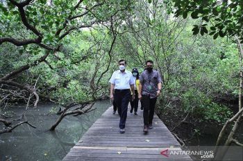 Menko Kemaritiman Luhut sebut Indonesia akan pamerkan mangrove ke pemimpin G20