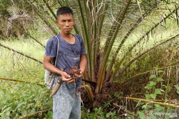 Warga Maua Agam tak berani ke kebun sejak harimau Sumatera berkeliaran