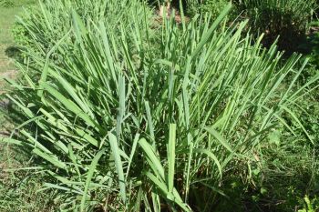 Pakar Unram: Daun sereh wangi bermanfaat tangkal nyamuk pasca-banjir