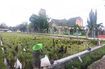 Lima hektar tanaman padi di Kota Mataram mengalami gagal panen