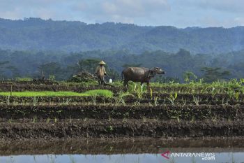 Membajak sawah denga kerbau