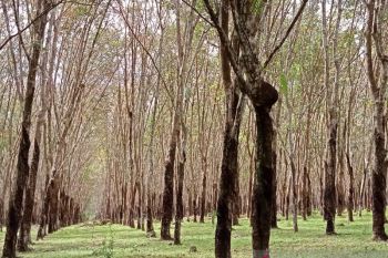 Jurnal Celebes: Deforestasi hutan Sulsel capai 66.158 hektare