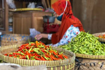 Musim hujan harga cabai rawit di Yogyakarta mencapai Rp75.000 per kg