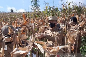 Bupati Gumas tekankan pentingnya peningkatan produksi jagung hibrida