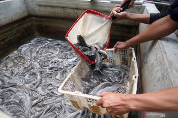 Kecamatan Cambai Prabumulih dicanangkan jadi "Kampung Lele"