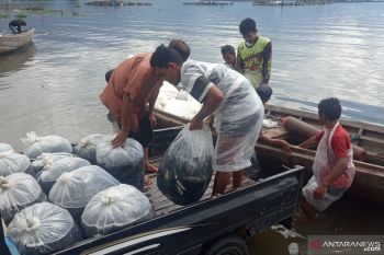 Petani keramba di Danau Maninjau panen dini antisipasi kerugian