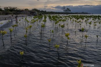 Govt must protect people affected by climate change: BRIN