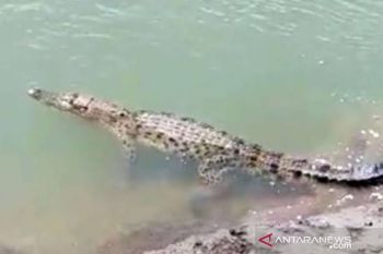 Bocah 11 tahun tewas diterkam buaya saat mandi di Sungai Kateman Inhil