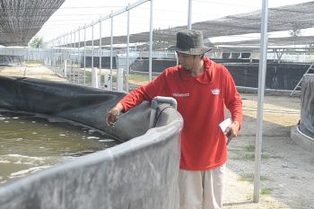 Aliran listrik nyalakan kincir tambak, eskalasi produktivitas udang Lampung