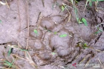 Harimau muncul di Mair Hilia Agam, sempat memburu ternak warga