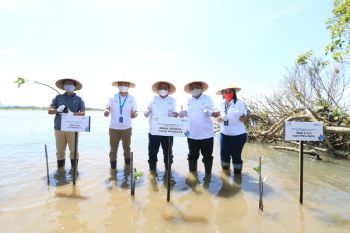 PLN Peduli bantu 10.000 bibit Mangrove di Pantai Baros